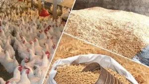 ارتفاع 200 جنيه في طن الردة يؤثر على أسعار الأعلاف والحبوب في الأسواق اليوم